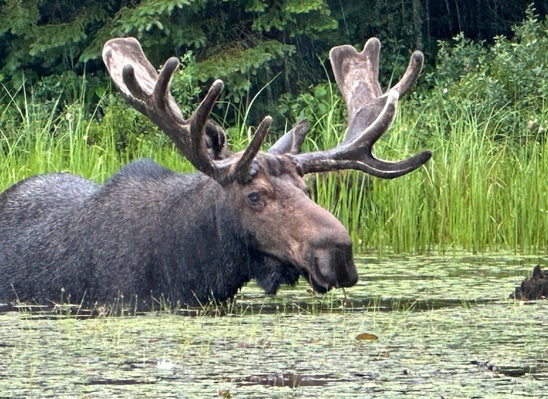 A moose in a water body surrounded by dense greenery. 1