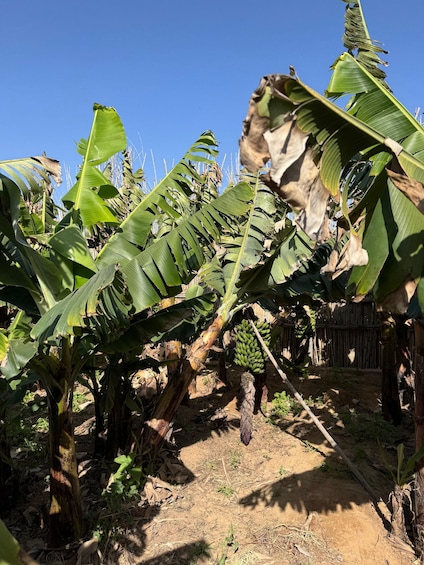 Et bananplantage med grønne blade og umodne bananer. 2