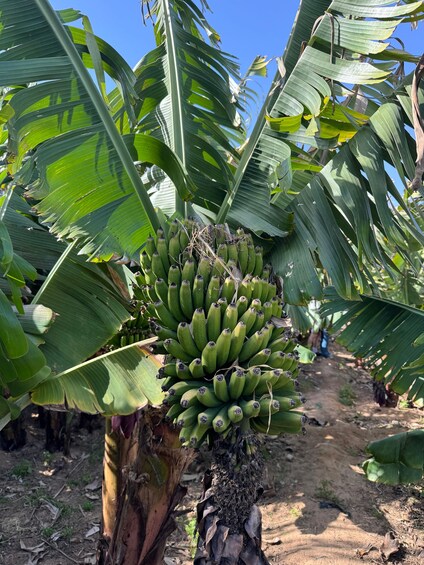 Et banantræ med en klynge grønne bananer. 3