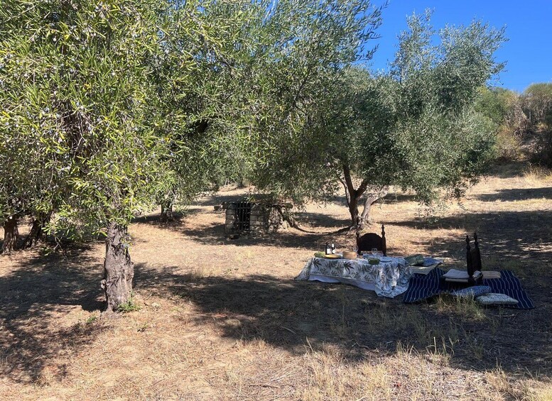 An outdoor picnic setup with a table covered by a tablecloth, surrounded by olive trees. 5