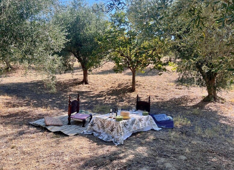 An outdoor picnic setup with a table, chairs, and a blanket in a dry, grassy area with olive trees. 3