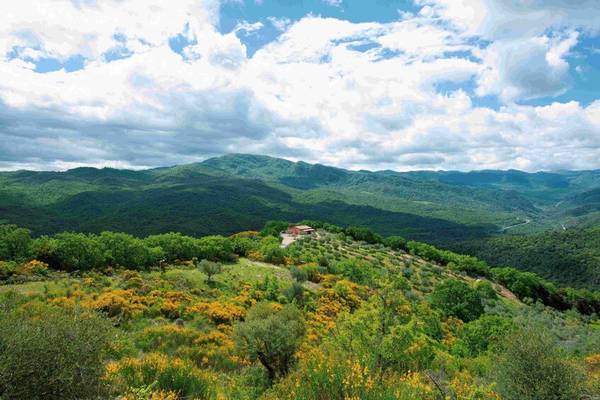 A mountainous landscape with a small building on a hill, surrounded by dense greenery and wildflowers. 1
