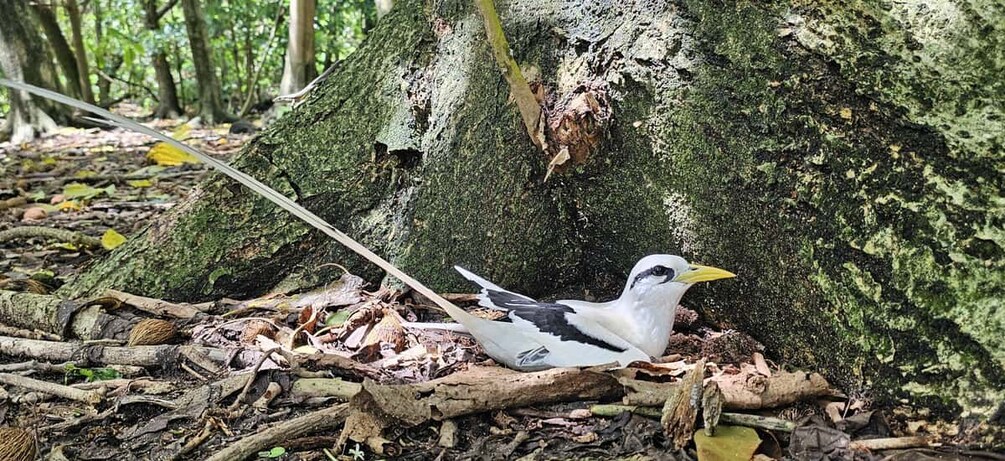 A bird on a tree branch in a forest. 3