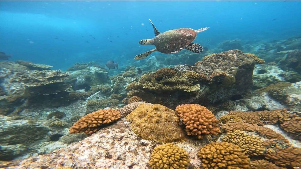 A sea turtle swimming near coral formations. 5