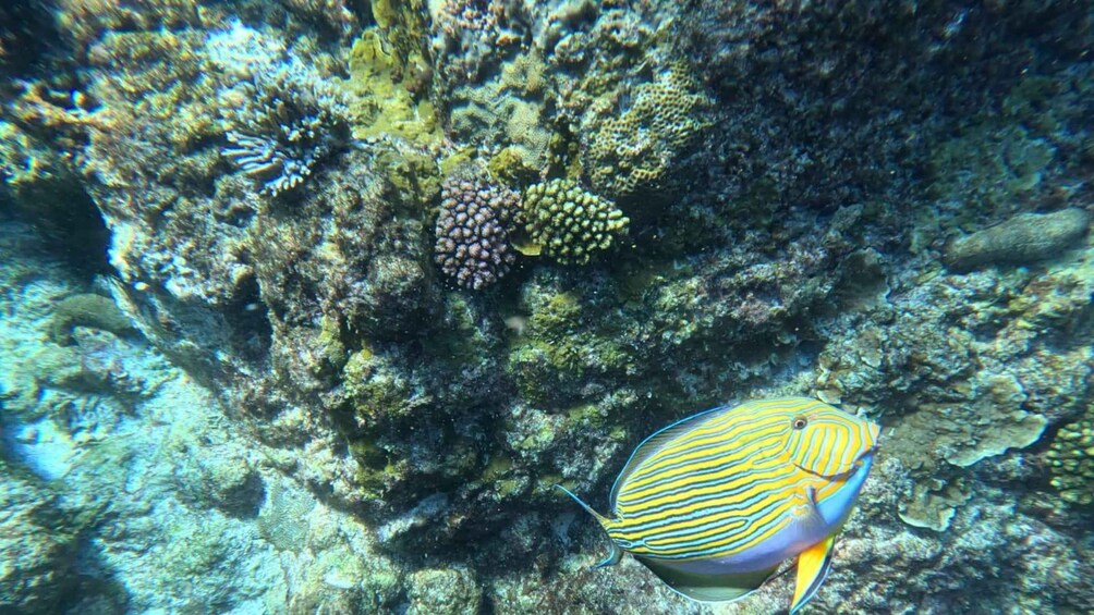 A fish with yellow and blue stripes swimming near a coral reef. 2
