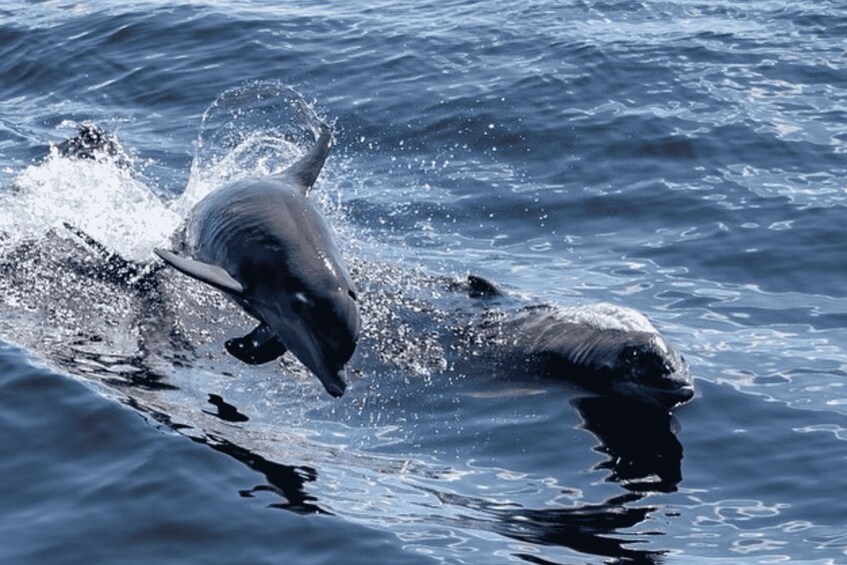 A dolphin leaping out of the water. 4