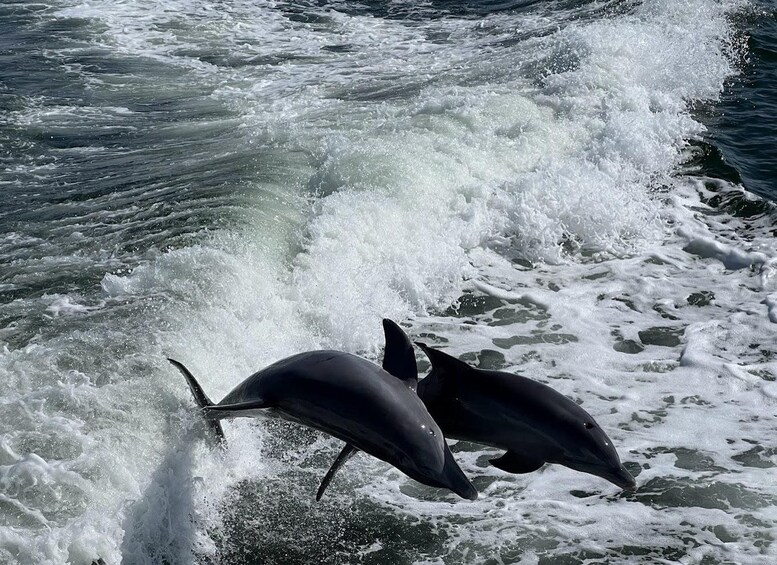 Two dolphins leaping out of the ocean waves. 1