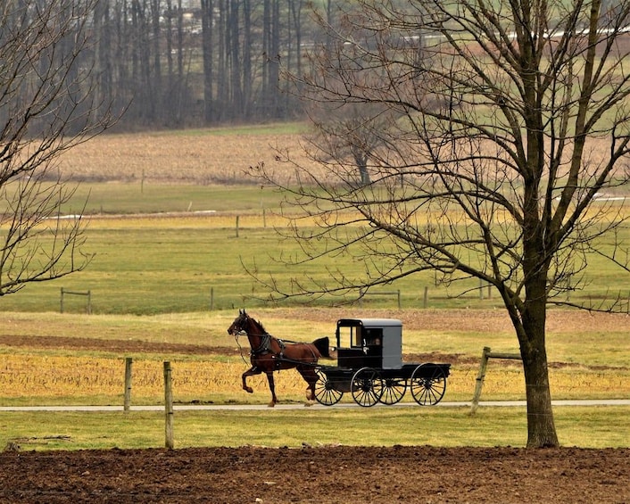 A horse-drawn carriage in a rural setting with open fields and a tree. 4