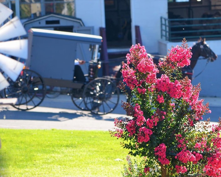 A pink flowering bush in the foreground with a bicycle and a trailer in the background. 3