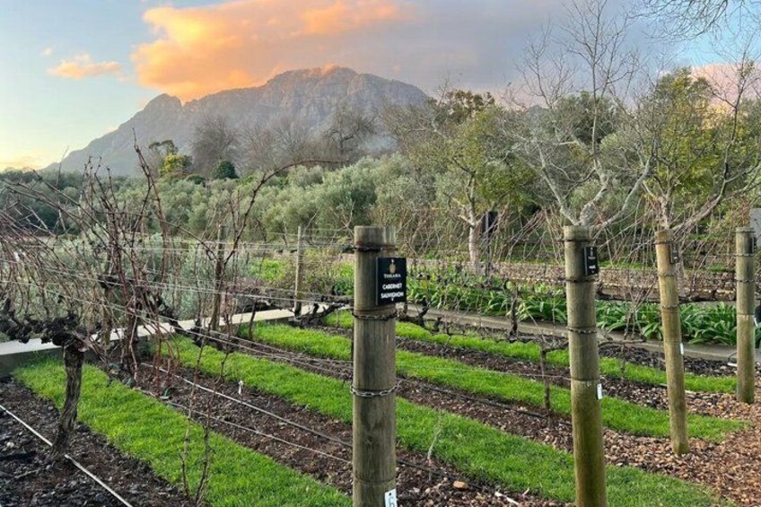 A vineyard with rows of grapevines, a wooden fence, and a mountain in the background. 1