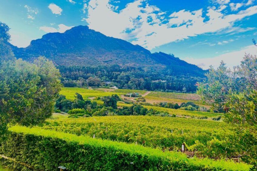 A vineyard with rows of grapevines, a mountain in the background, and a clear sky. 4