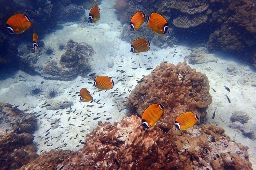 A coral reef with orange fish and various marine life. 2