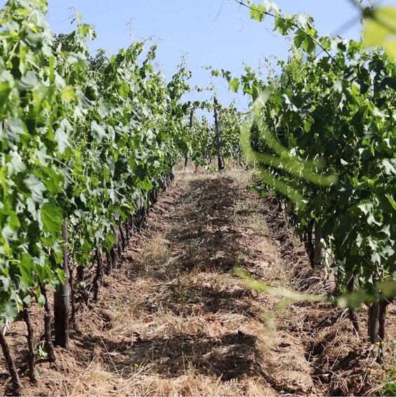 A vineyard with rows of grapevines. 2