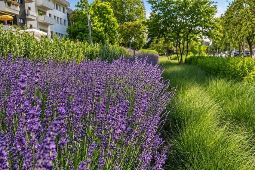 A field of purple flowers, green grass, and a building in the background. 2