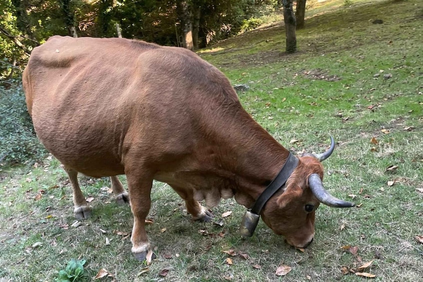 A brown cow grazing in a grassy area with trees in the background. 5