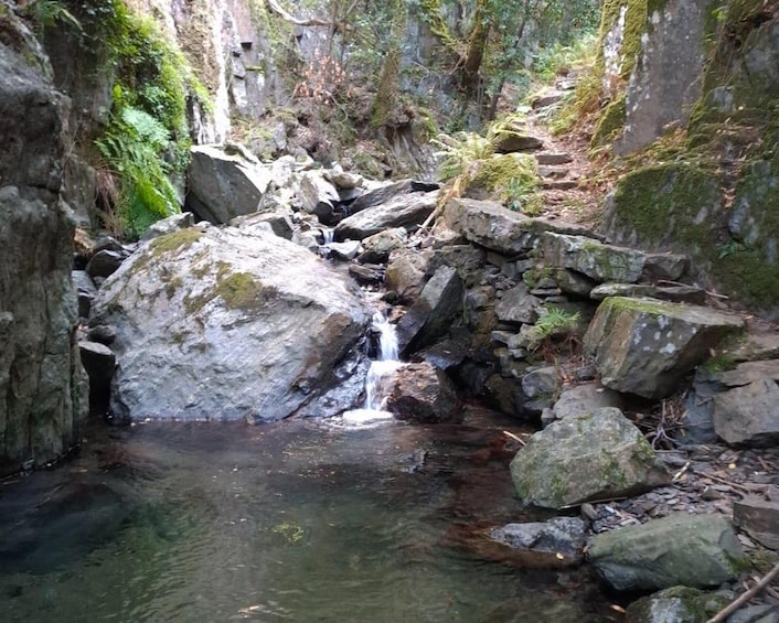 A rocky stream with a waterfall, surrounded by moss-covered rocks and dense forest. 3