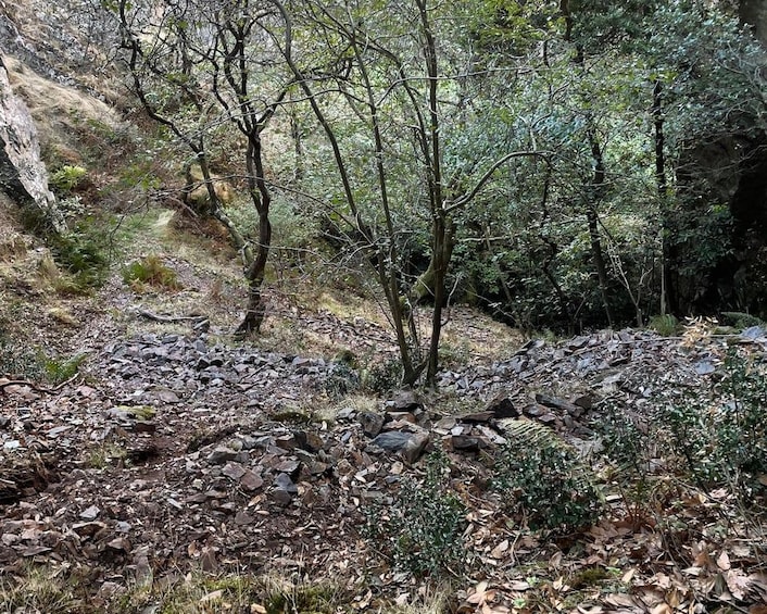 A rocky forest trail with sparse trees and dry leaves. 4