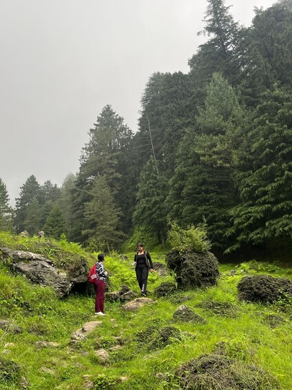 Picture 1 for Activity Shimla: Shali Tibba Guided Hike with Scenic Views 5