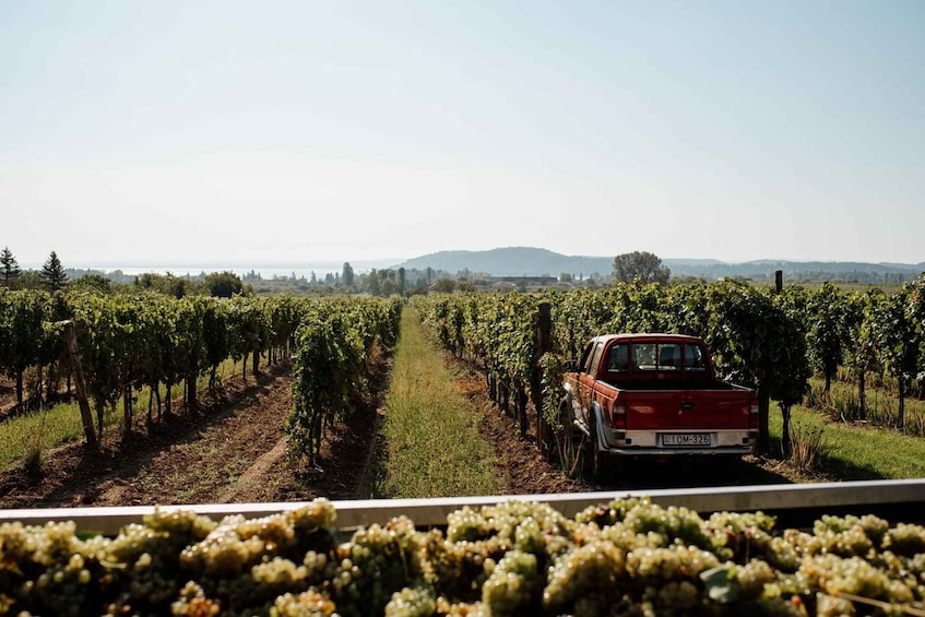 A red truck parked in a vineyard with rows of grapevines. 3