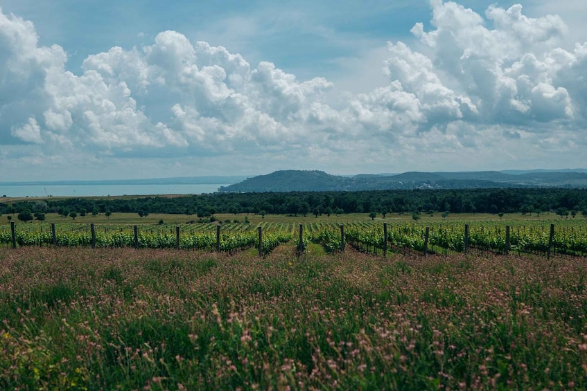 A vineyard with rows of grapevines, a distant body of water, and a cloudy sky. 2