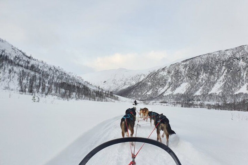 A snowy landscape with a person riding a dog sled. 1