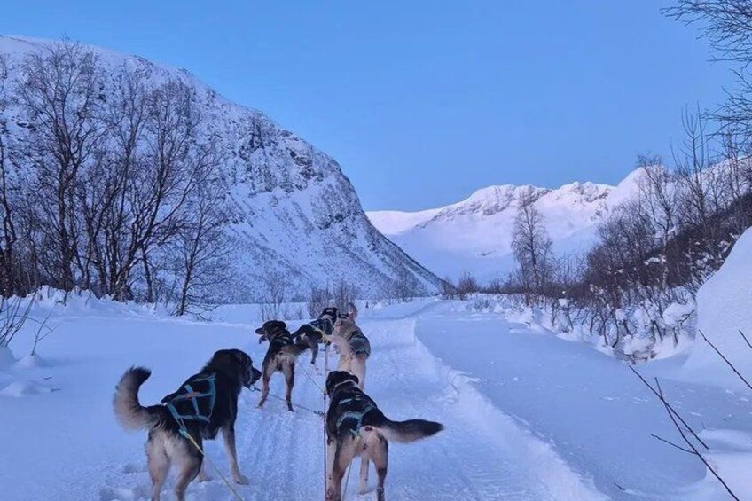 A snowy landscape with a group of dogs on a snow-covered road. 5
