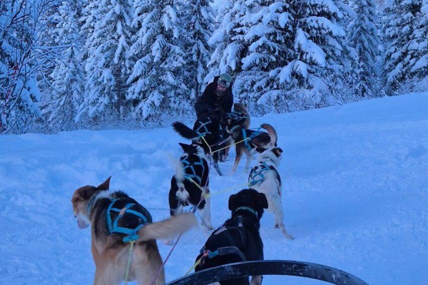 A dog sled team in a snowy landscape with trees in the background. 4