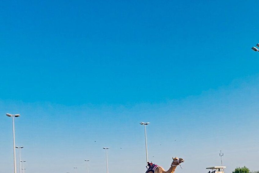 A camel under a clear blue sky with streetlights in the foreground. 4