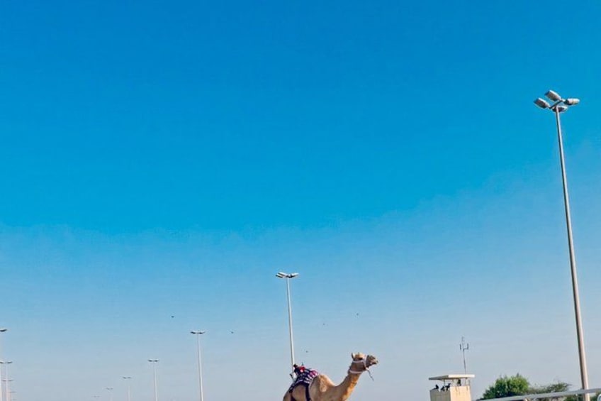 A camel under a clear blue sky with streetlights and a building in the background. 3