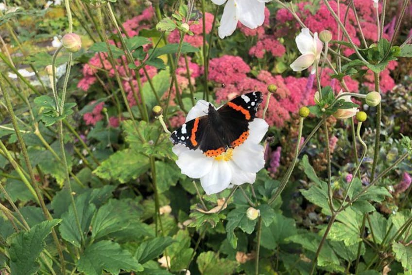 A butterfly on a white flower surrounded by green foliage and pink flowers. 4