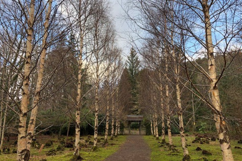 A pathway lined with birch trees leading to a structure. 5
