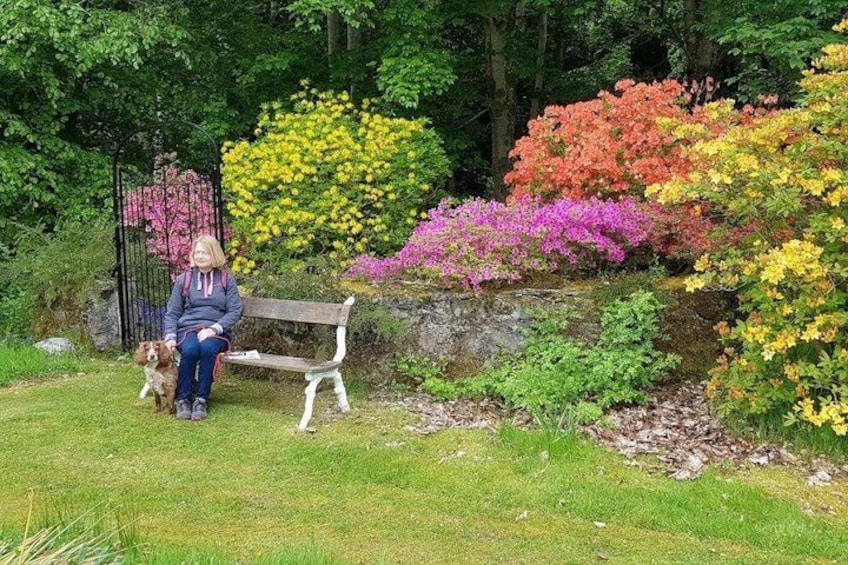 A person sitting on a bench with a dog, surrounded by colorful flowering bushes. 1