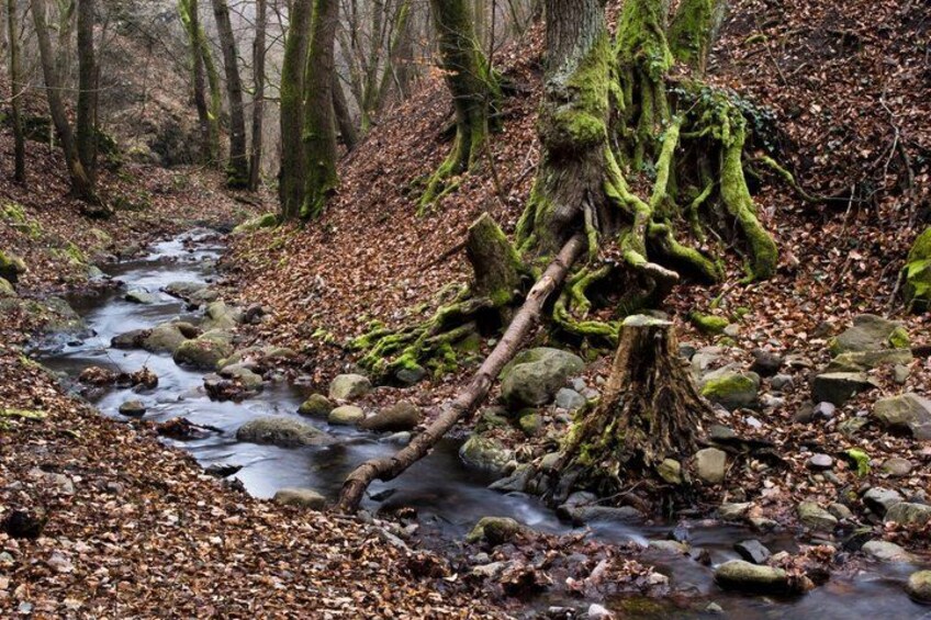 A forest stream with rocks and a fallen tree. 4