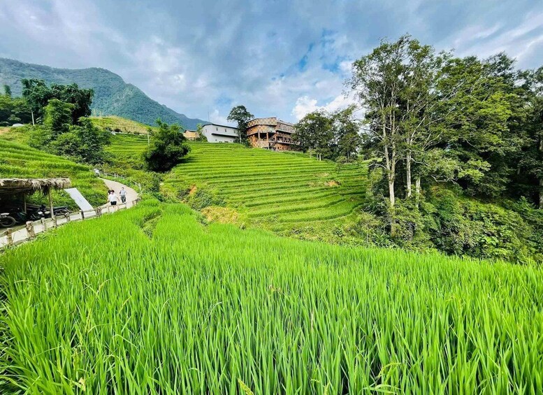 A lush green rice paddy with terraced fields, a pathway, and traditional buildings in the background. 2
