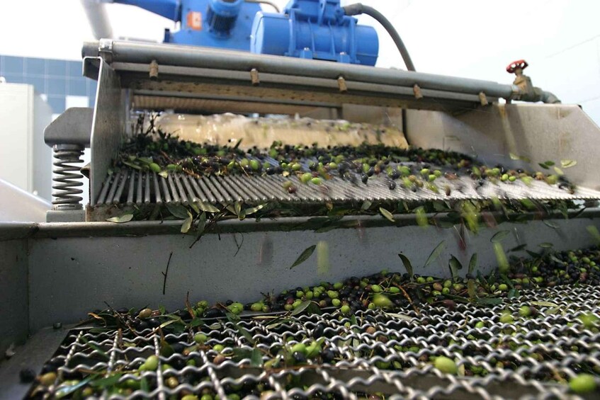 Olives being processed on a mechanical conveyor system. 3