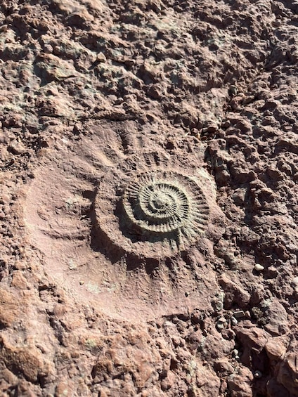 A fossil imprint on a rocky surface. 5