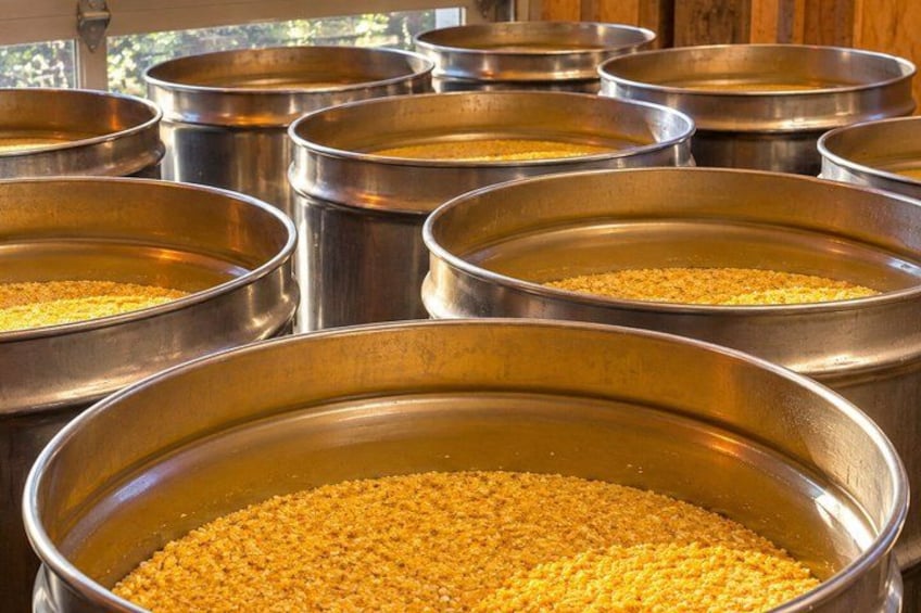 Multiple stainless steel pans filled with yellow grains, likely corn kernels, arranged in rows. 5