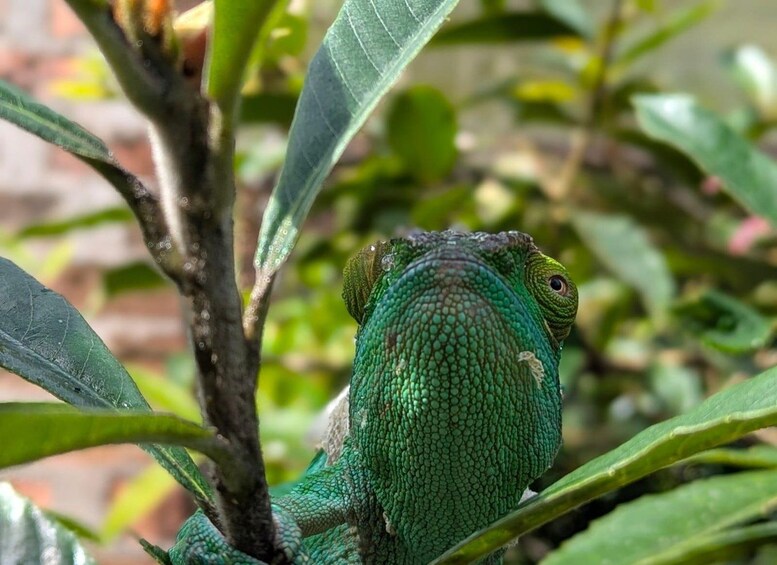 Een groene kameleoon op een tak, omringd door bladeren. 1
