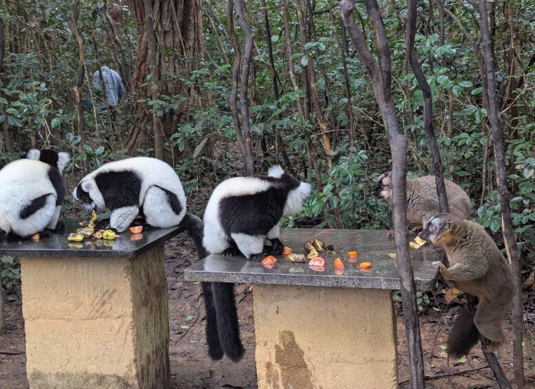 Drie panda's eten van een tafel in een bebost gebied. 5