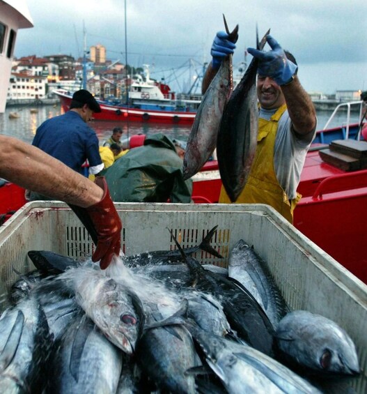 A person holding two fish, a container filled with fish, and a harbor with boats in the background. 1