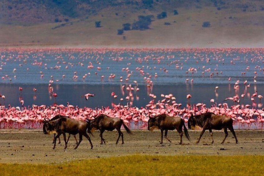 4 Days Serengeti Ngorongoro and Lake Manyara Safari Experience 5