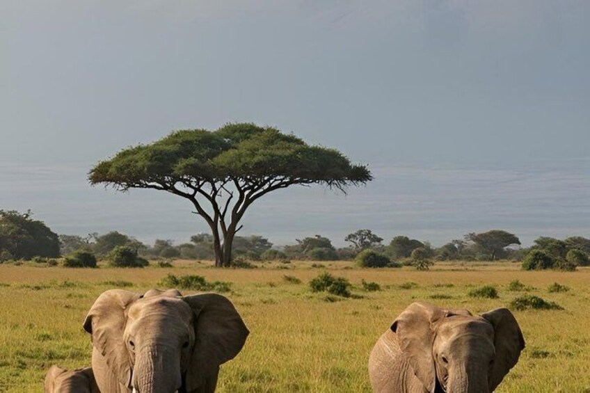 4 Days Serengeti Ngorongoro and Lake Manyara Safari Experience 3