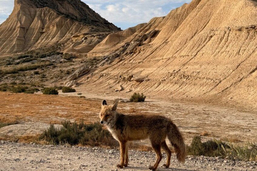 A fox in a desert landscape with rocky terrain and sparse vegetation. 1