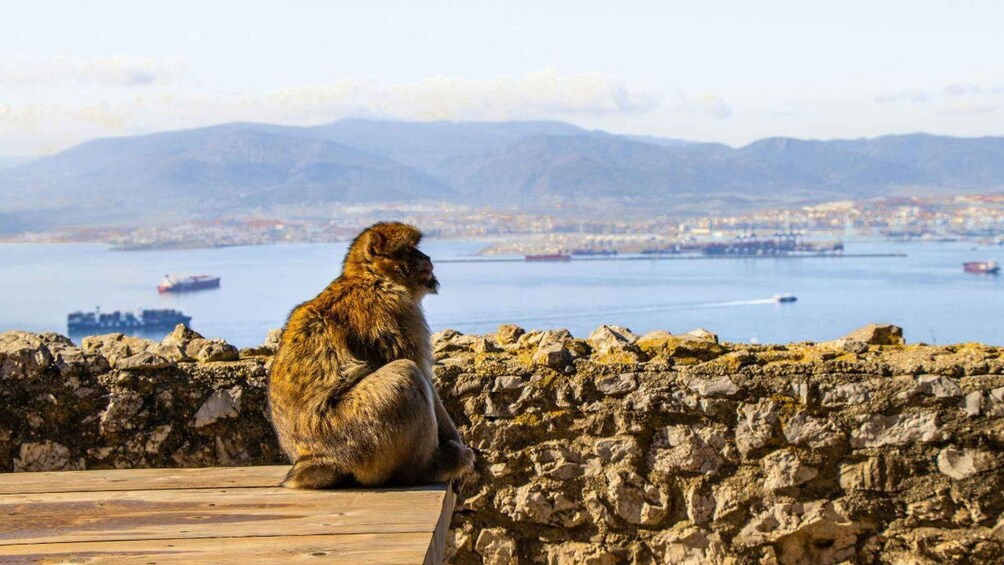 Una marmota sentada sobre una plataforma de madera con vista a un puerto, barcos y montañas al fondo. 5