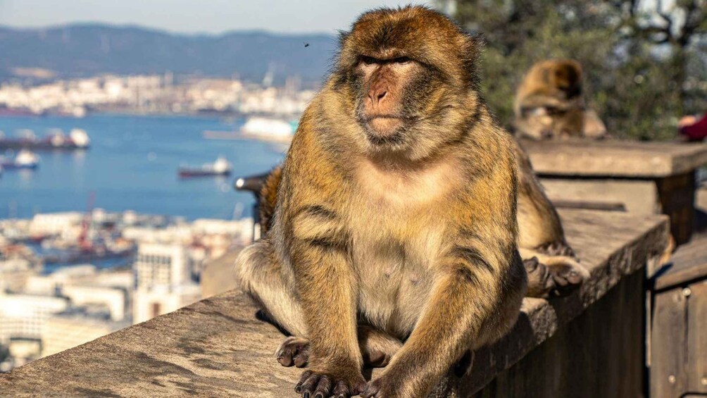 A monkey sitting on a stone ledge overlooking a harbor with boats and buildings. 3