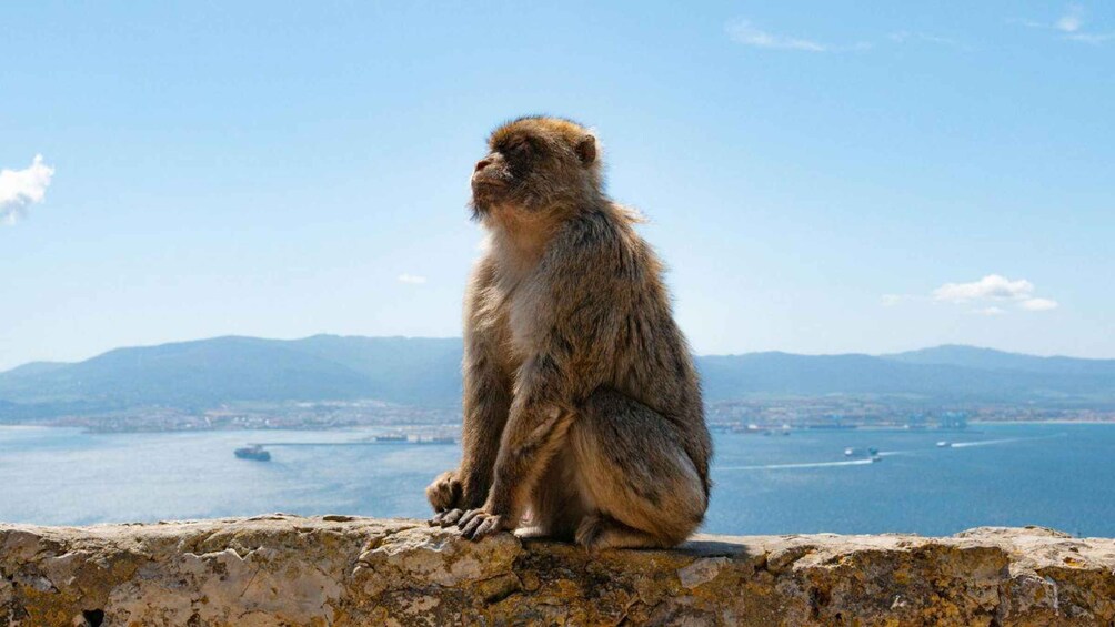 A monkey sitting on a stone ledge overlooking a body of water with distant mountains. 2