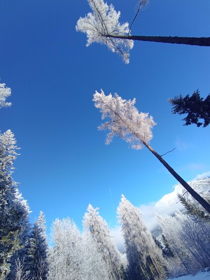 A snowy landscape with trees against a clear blue sky. 1