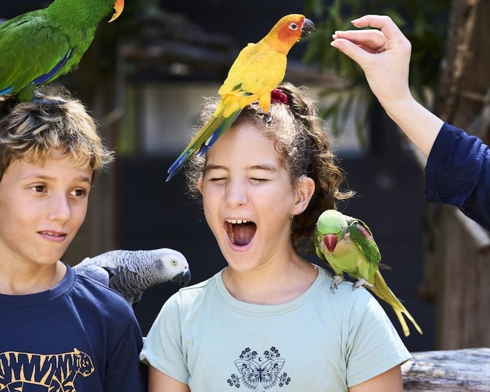 A person with two parrots perched on their head. 5