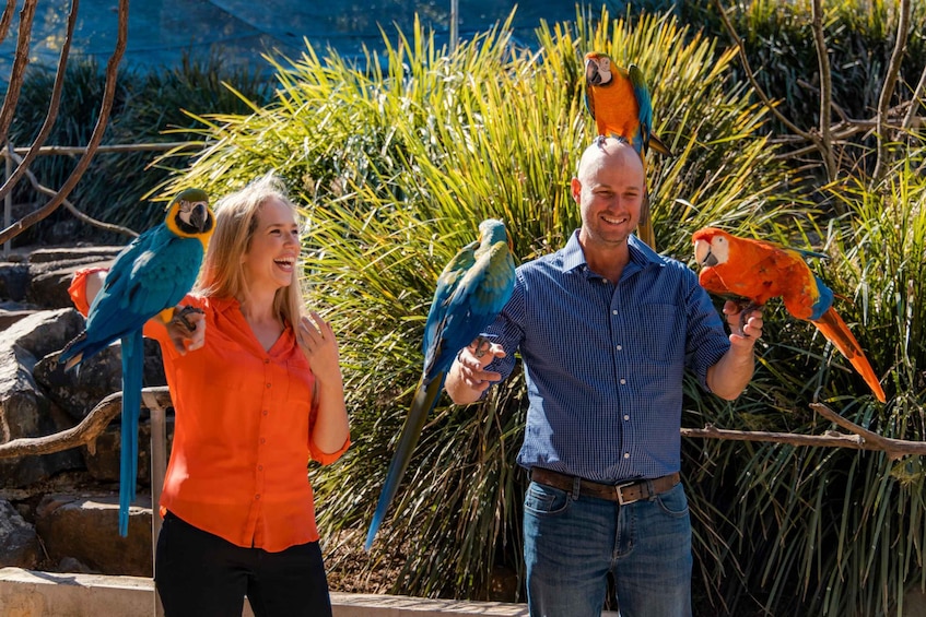 Two people holding colorful parrots in a natural setting with dense foliage. 2