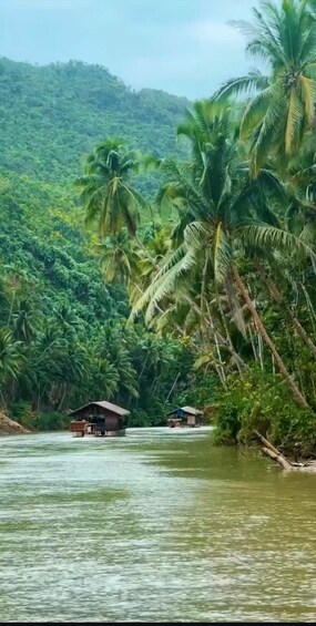 A river with a small house on the bank, surrounded by dense palm trees and a hilly landscape. 3